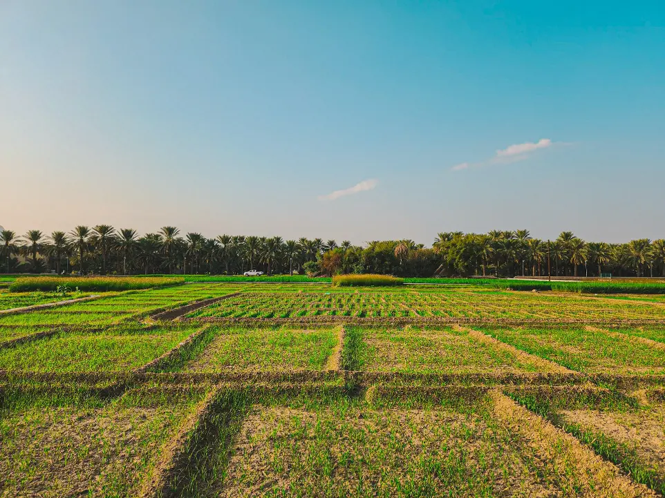 a field with rows of grass and palm trees in the background